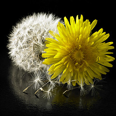 Image showing dandelion flower and blowball
