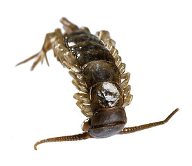 Image showing dead supine centipede