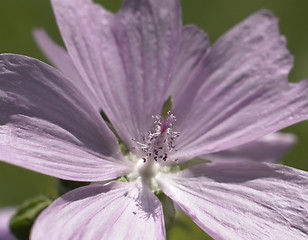 Image showing light pink flower detail