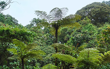 Image showing vegetation in the Bwindi Impenetrable National Park