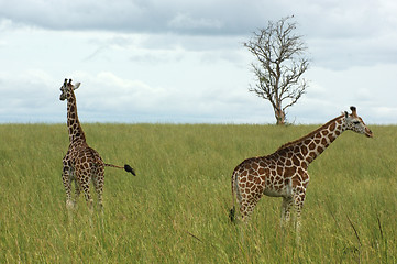 Image showing two Giraffes in african savannah