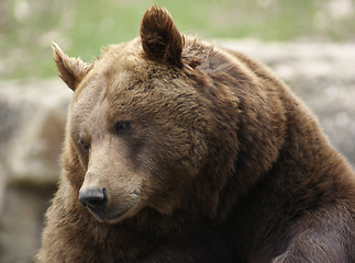 Image showing portrait of a Brown Bear