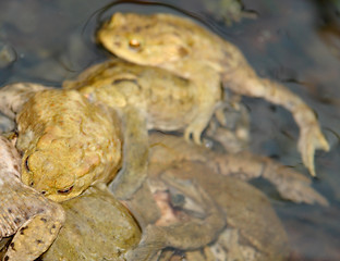 Image showing lots of common toads