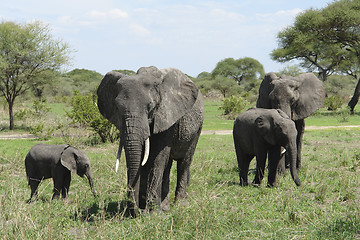 Image showing group of Elephants in Africa