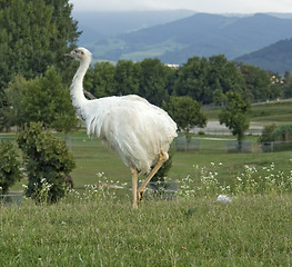 Image showing Greater Rhea in natural back