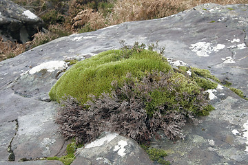 Image showing moss on a stone near Stac Pollaidh