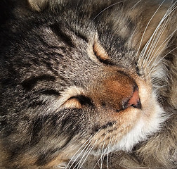 Image showing sleeping cat portrait
