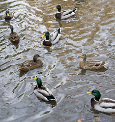 Image showing wild ducks