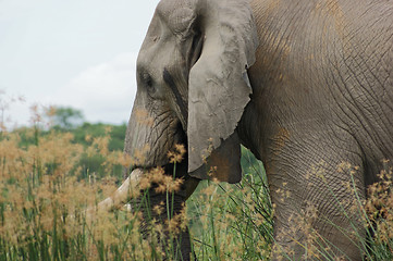 Image showing Elephant detail in Uganda