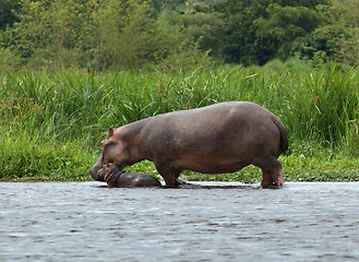 Image showing Hippo calf and cow in Uganda