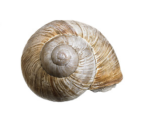 Image showing reclusive grapevine snail