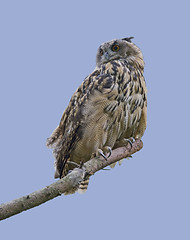Image showing eagle owl in blue back
