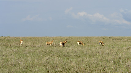 Image showing Hartebeests in the savannah