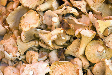 Image showing full frame mushroom background