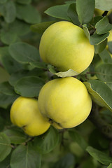 Image showing yellow quinces and green leaves