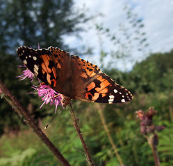 Image showing Painted Lady butterfly at summer time