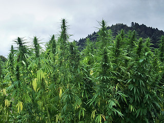 Image showing hemp field detail