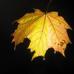 Image showing colorful autumn leaf