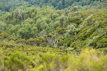 Image showing vegetation around Mount Muhabura