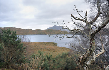 Image showing awry tree in scottish landscape