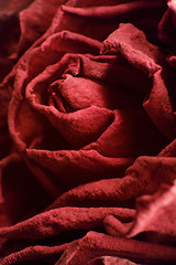 Image showing dried red rose closeup