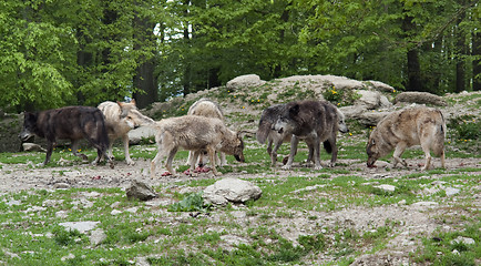 Image showing pack of Gray Wolves near forest edge