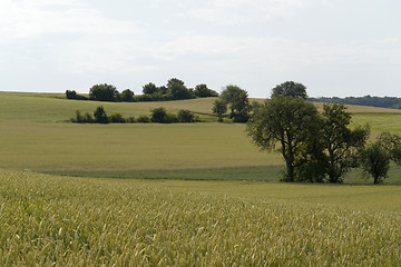 Image showing agricultural panoramic scenery with grain field