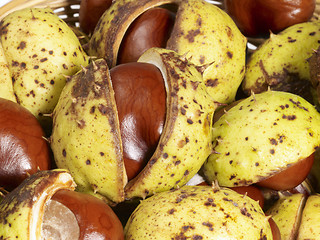 Image showing horse chestnuts