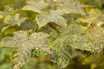 Image showing dappled autumn leaves