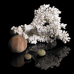 Image showing coral and sea urchins