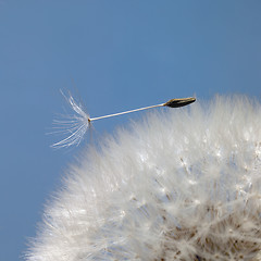 Image showing dandelion seeds in blue back