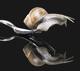 Image showing Grapevine snail on fork