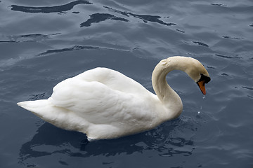 Image showing swimming swan