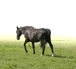 Image showing horse walking away