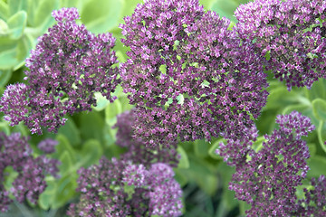 Image showing violet flower clusters