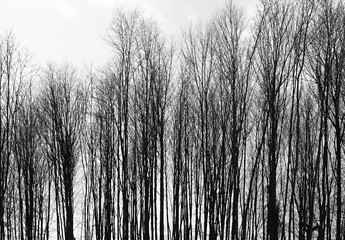 Image showing leafless treetops at winter time