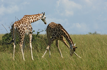 Image showing Giraffes in african savannah