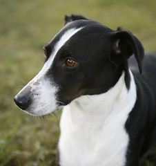 Image showing dog portrait