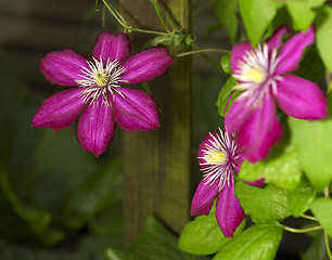 Image showing intense Clematis flowers