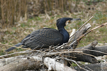 Image showing nesting Great Cormorant