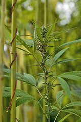 Image showing hemp plant detail