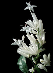 Image showing exotic white flower