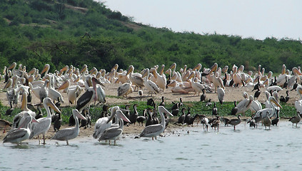 Image showing lots of african birds riverside