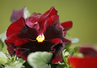 Image showing viola flowers