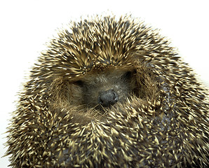 Image showing rolled-up hedgehog portrait