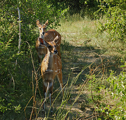 Image showing Bushbucks