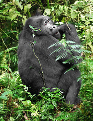 Image showing Mountain Gorilla in green vegetation