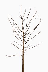 Image showing lonely tree