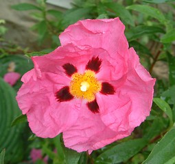 Image showing Paper rose