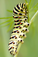 Image showing Caterpillar